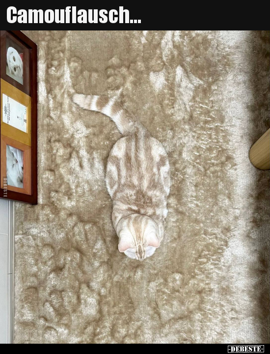 Camouflausch..