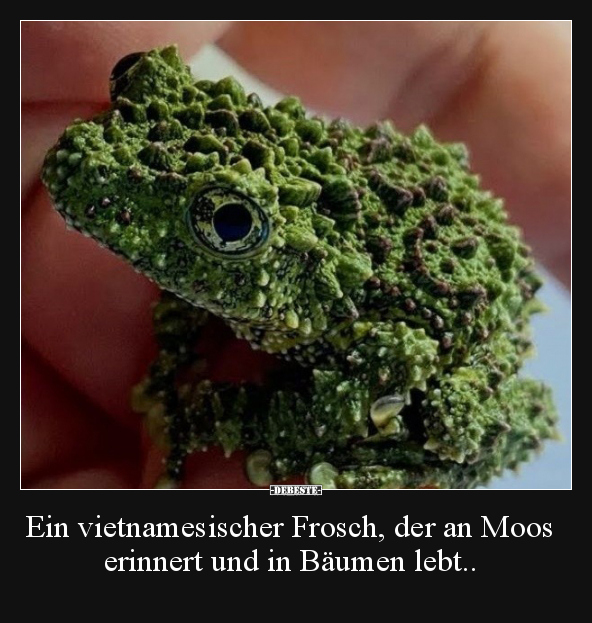 Ein vietnamesischer Frosch, der an Moos erinnert und in.. - Lustige Bilder | DEBESTE.de