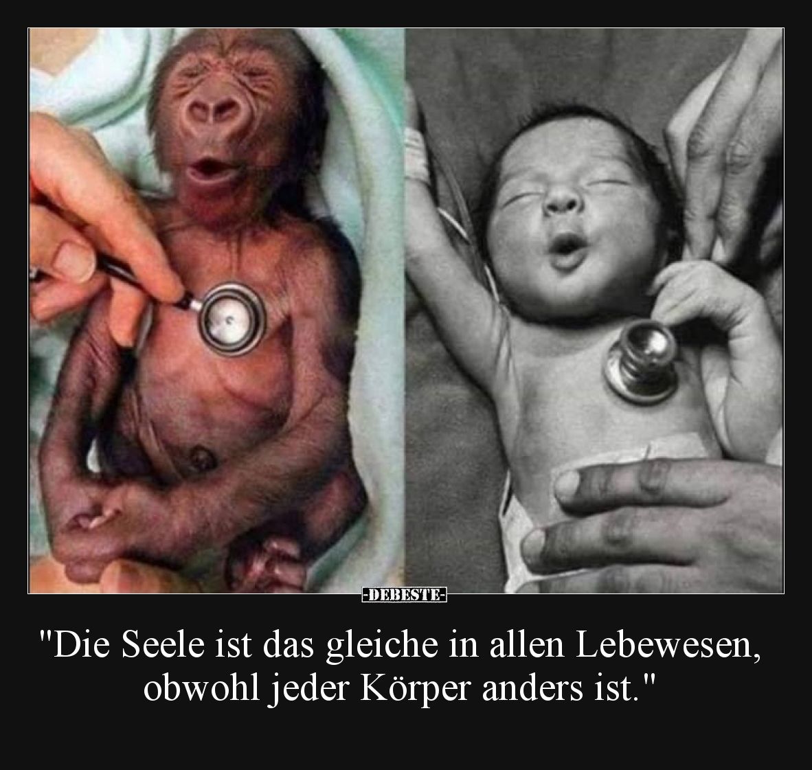 "Die Seele ist das gleiche in allen Lebewesen, obwohl jeder Körper anders ist."