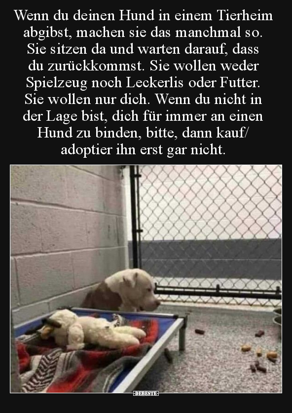 Wenn du deinen Hund in einem Tierheim abgibst, machen sie.. - Lustige Bilder | DEBESTE.de