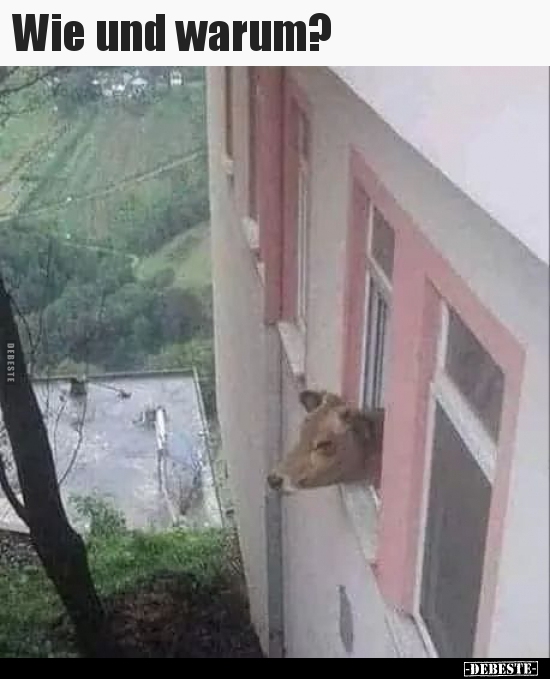 Wie und warum?..