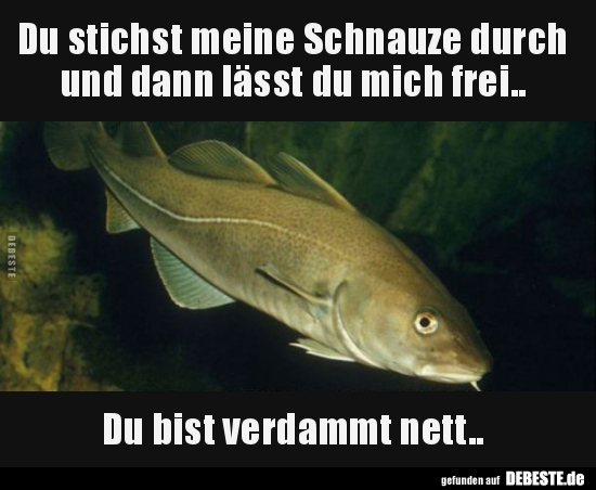 Du stichst meine Schnauze durch und dann lässt du mich..