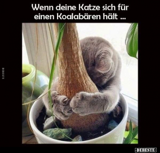 Wenn deine Katze sich für einen Koalabären hält... - Lustige Bilder | DEBESTE.de