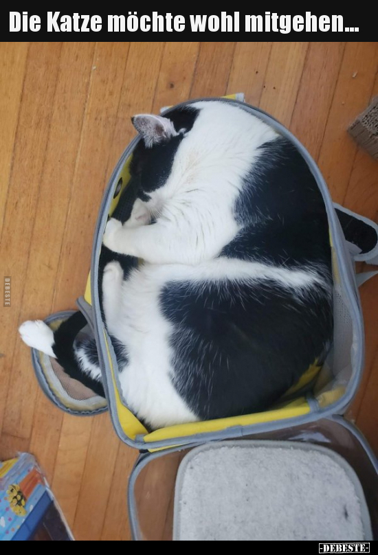 Die Katze möchte wohl mitgehen...