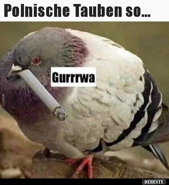 Polnische Tauben so... - Lustige Bilder | DEBESTE.de