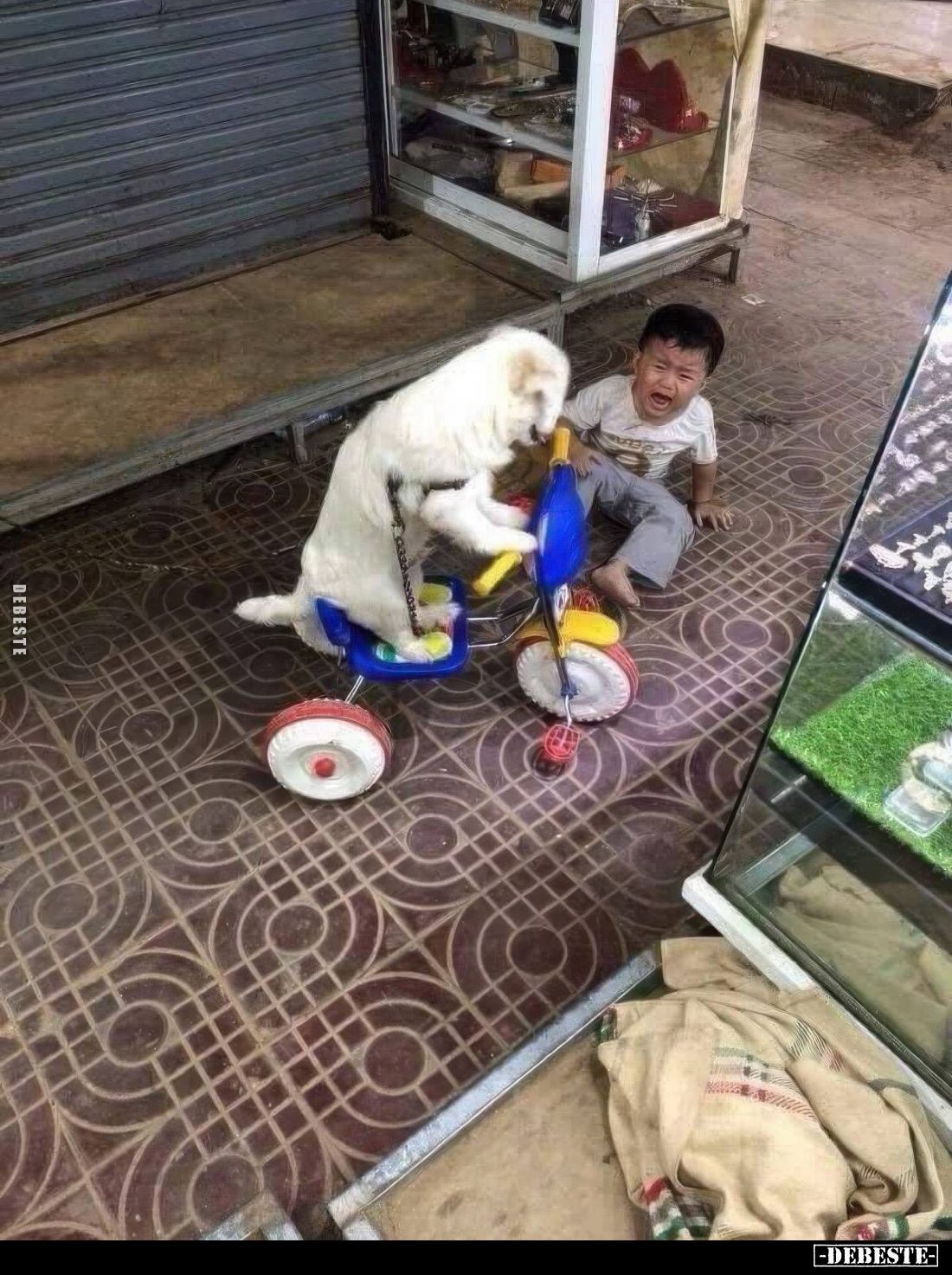  - Lustige Bilder | DEBESTE.de