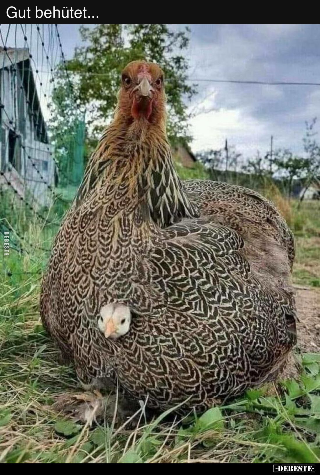 Gut behütet...