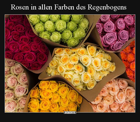 Rosen in allen Farben des Regenbogens.. - Lustige Bilder | DEBESTE.de