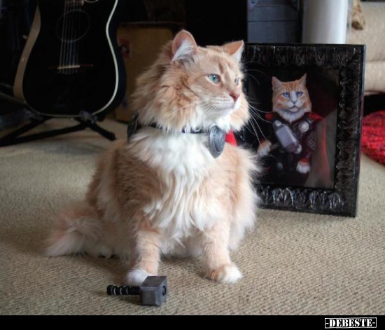  - Lustige Bilder | DEBESTE.de