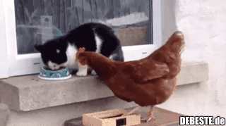  - Lustige Bilder | DEBESTE.de