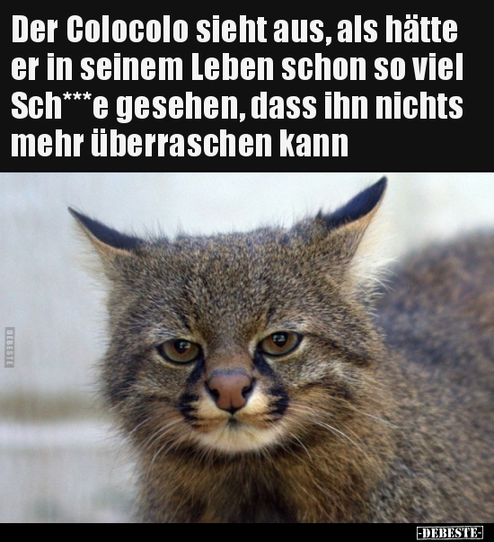 Der Colocolo sieht aus, als hätte er in seinem Leben schon so viel Sch***e gesehen, dass ihn nichts mehr überraschen kann