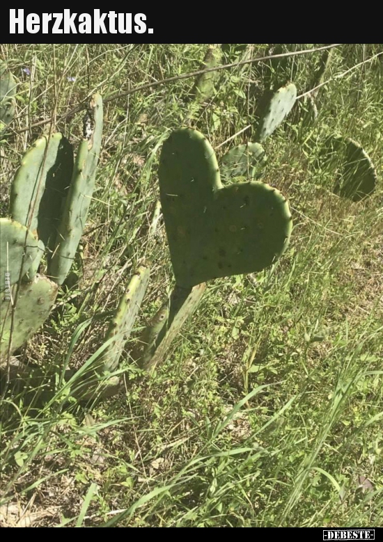 Herzkaktus...