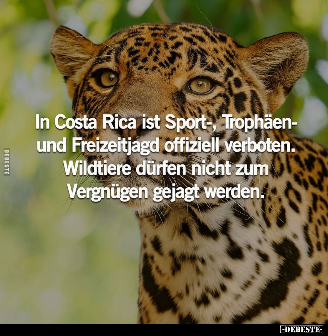 In Costa Rica ist Sport-, Trophäen- und Freizeitjagd offiziell verboten. Wildtiere dürfen nicht zum Vergnügen gejagt werden.