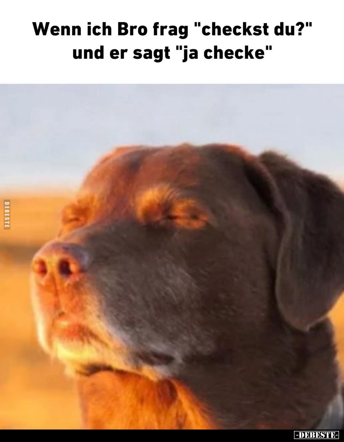 Wenn ich Bro frag "checkst du?" und er sagt "ja checke".