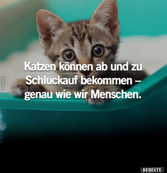 Katzen können ab und zu Schluckauf bekommen.. - Lustige Bilder | DEBESTE.de