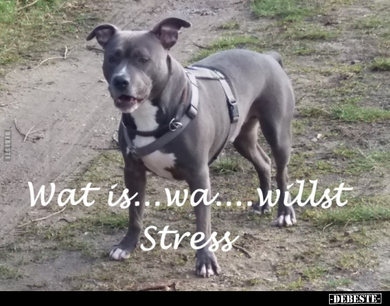 Was is.... wa... willst Stress