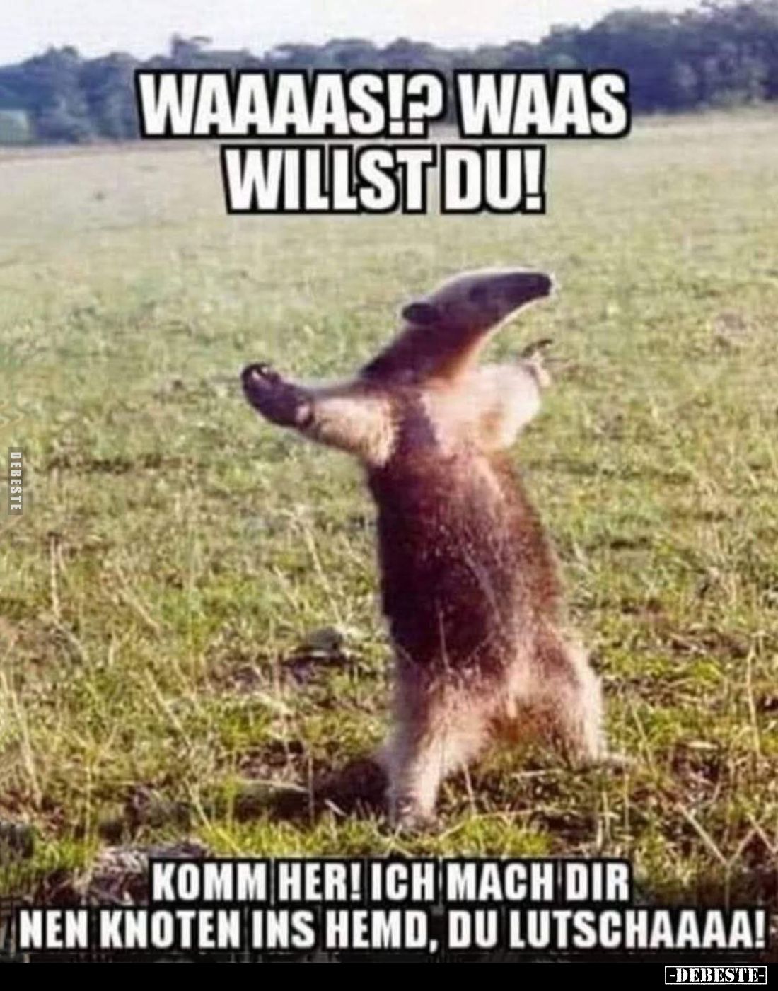 Waaaas!? Waas willst du!
Komm her! Ich mach dir nen Knoten ins Hemd, du Lutschaaaa!