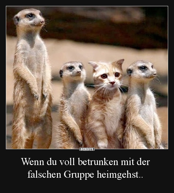 Wenn du voll betrunken mit der falschen Gruppe heimgehst.. - Lustige Bilder | DEBESTE.de