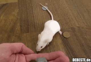  - Lustige Bilder | DEBESTE.de