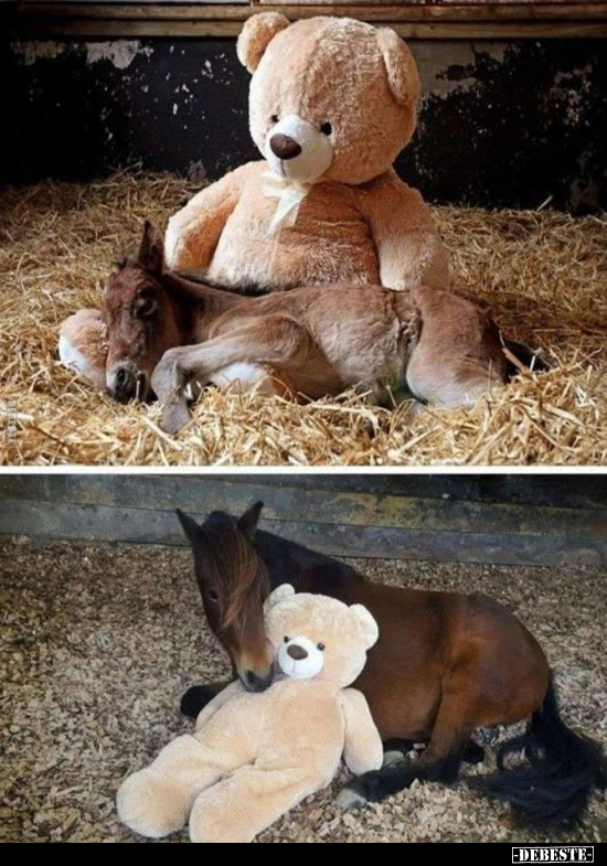  - Lustige Bilder | DEBESTE.de