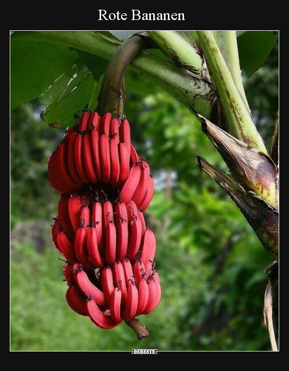 Rote Bananen.. - Lustige Bilder | DEBESTE.de