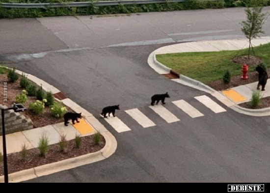  - Lustige Bilder | DEBESTE.de