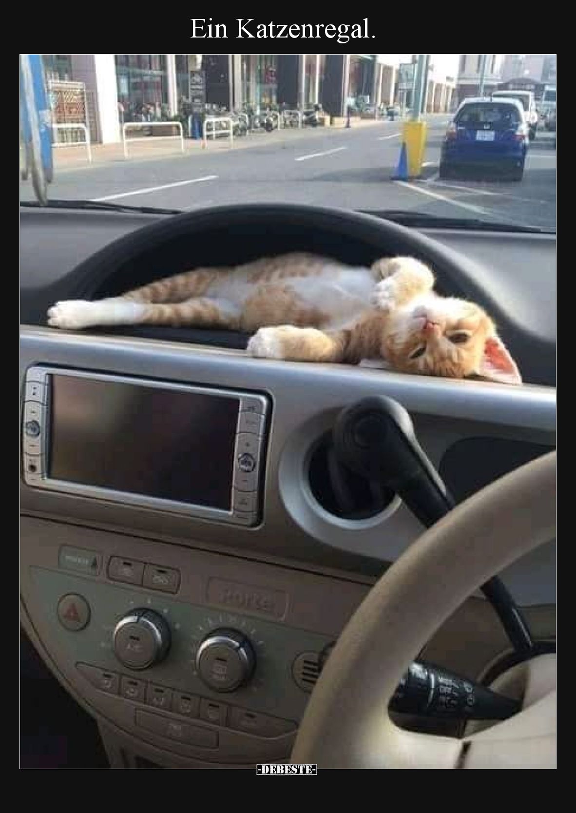 Ein Katzenregal
