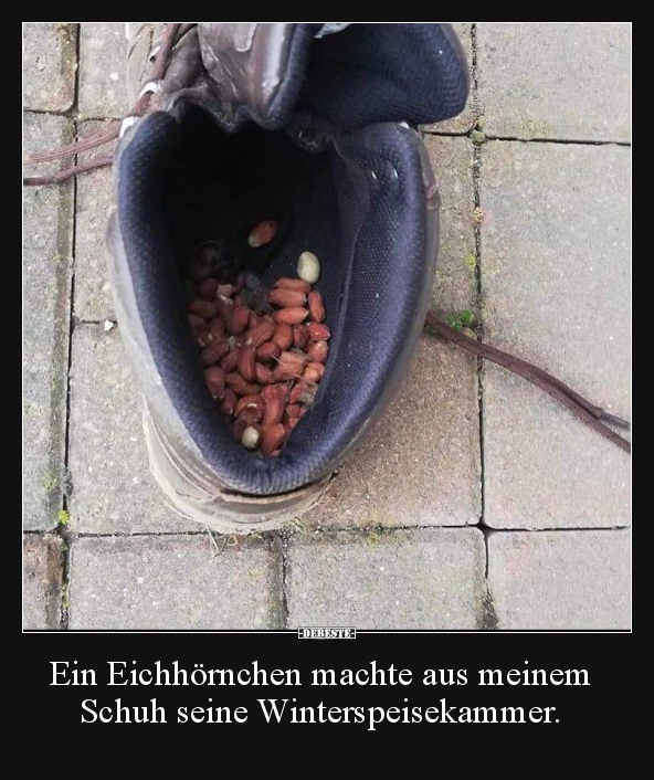Ein Eichhörnchen machte aus meinem Schuh seine.. - Lustige Bilder | DEBESTE.de