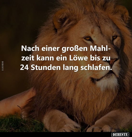 Nach einer großen Mahlzeit kann ein Löwe bis zu 24 Stunden.. - Lustige Bilder | DEBESTE.de