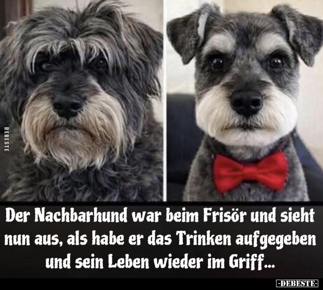 Der Nachbarhund war beim Frisör und sieht nun aus, als habe er das Trinken aufgegeben und sein Leben wieder im Griff...