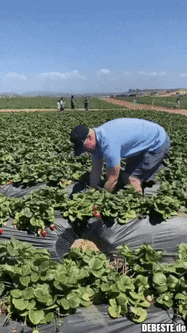 Ach da kommen sie her..