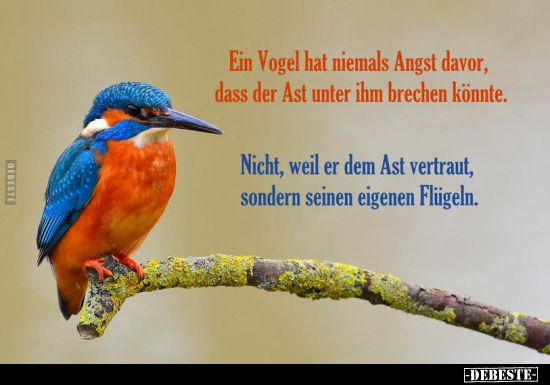Ein Vogel hat niemals Angst davor, dass der Ast unter ihm.. - Lustige Bilder | DEBESTE.de