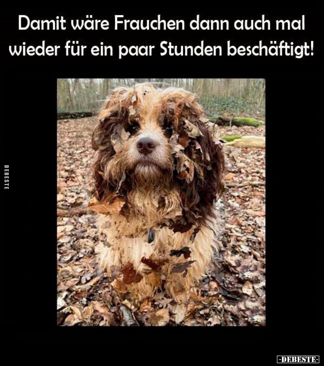 Damit wäre Frauchen dann auch mal wieder für ein paar Stunden beschäftigt!