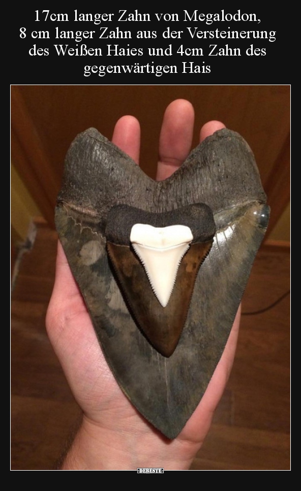 17cm langer Zahn von Megalodon, 8 cm langer Zahn aus der.. - Lustige Bilder | DEBESTE.de