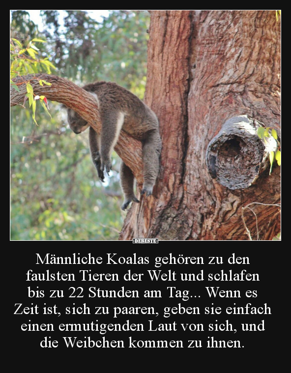 Männliche Koalas gehören zu den faulsten Tieren der Welt.. - Lustige Bilder | DEBESTE.de