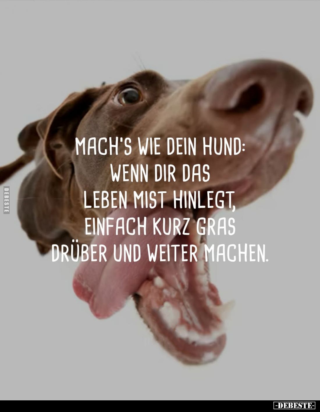 Mach's wie dein Hund: Wenn dir das Leben Mist hinlegt.. - Lustige Bilder | DEBESTE.de