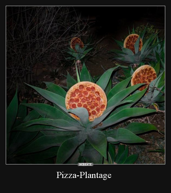 Pizza-Plantage..