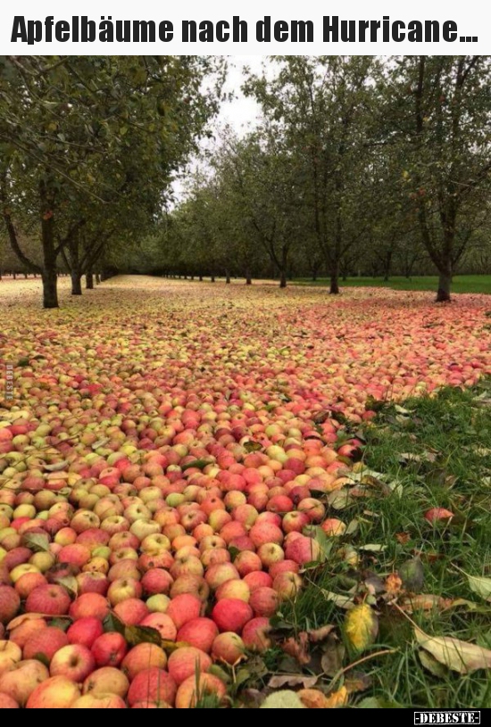 Apfelbäume nach dem Hurricane... - Lustige Bilder | DEBESTE.de