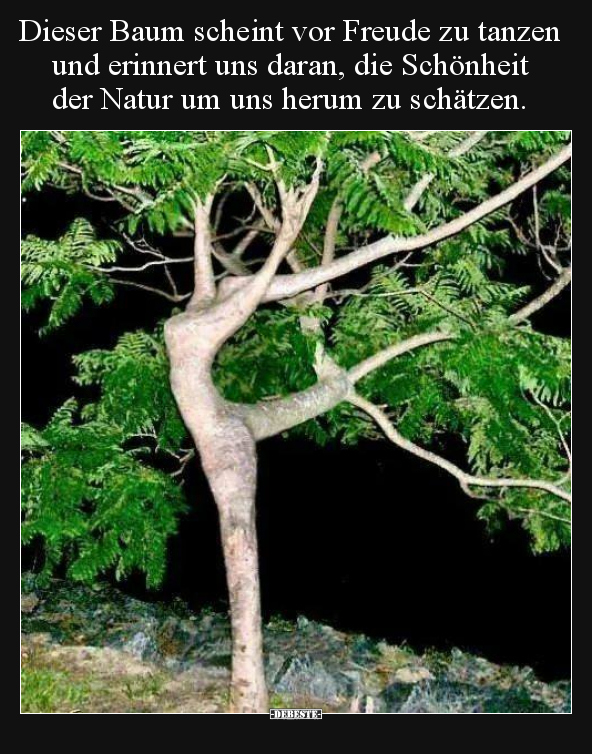 Dieser Baum scheint vor Freude zu tanzen und erinnert uns.. - Lustige Bilder | DEBESTE.de