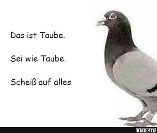 Das ist Taube. Sei wie Taube..