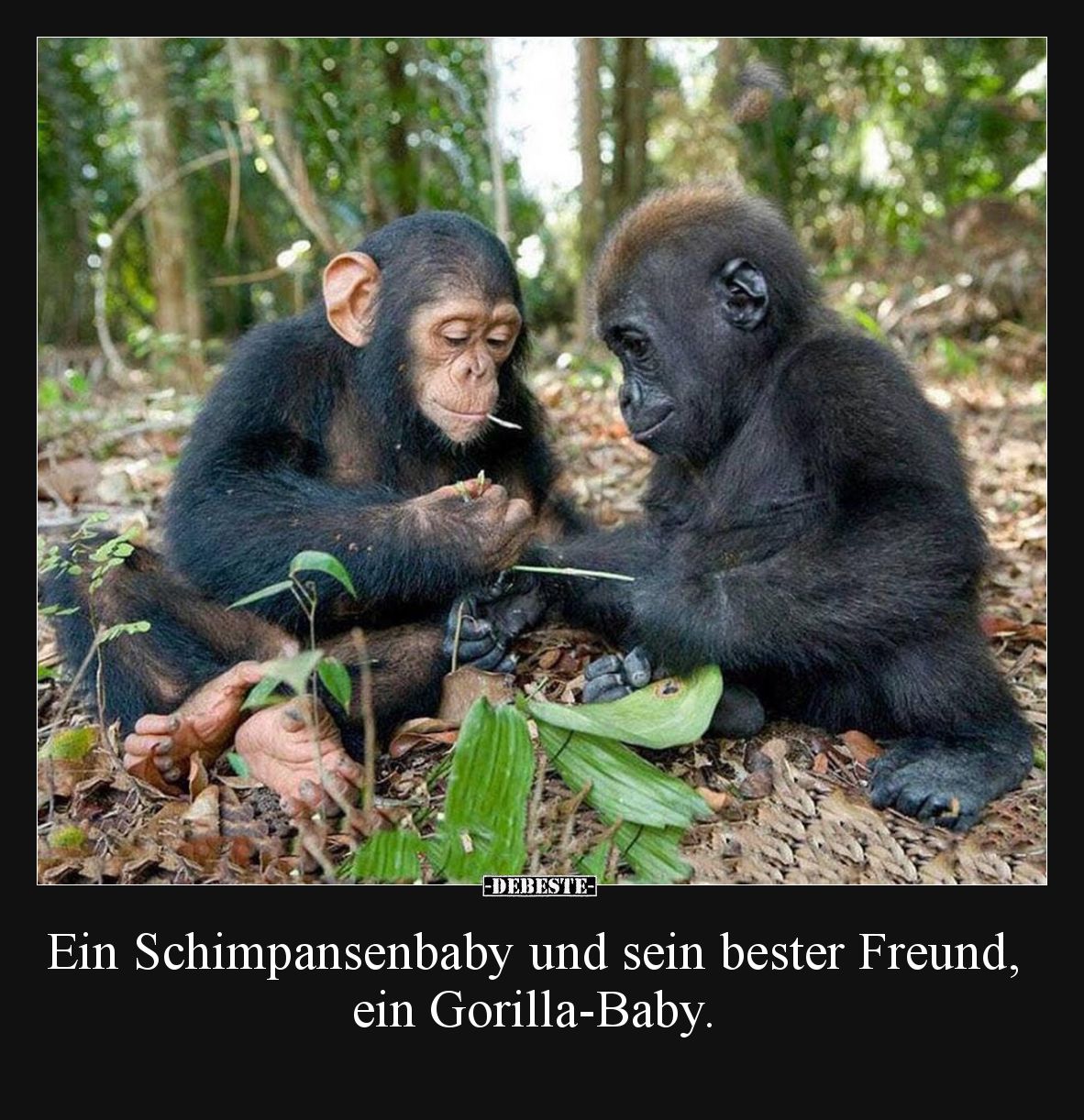 Ein Schimpansenbaby und sein bester Freund, ein Gorilla-Baby.
