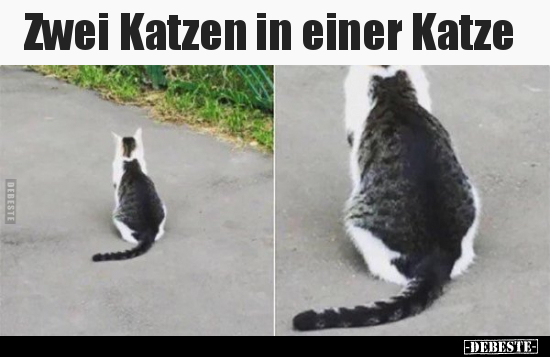 Zwei Katzen in einer Katze.. - Lustige Bilder | DEBESTE.de