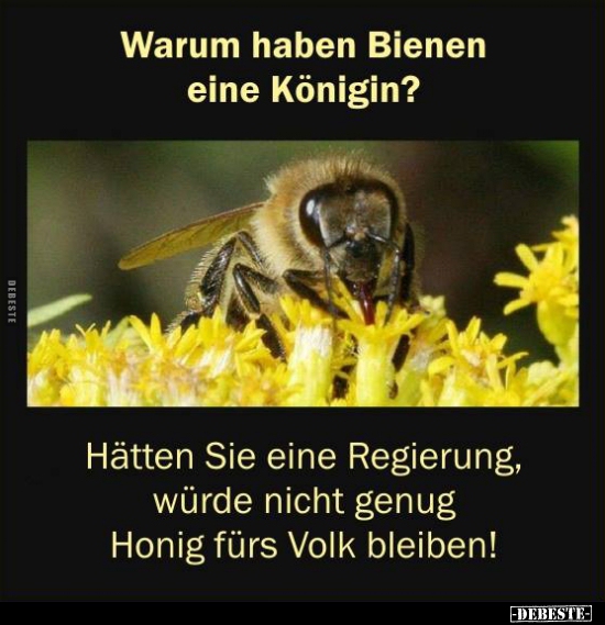 46+ Sprueche bienen , Warum haben Bienen eine Königin? Lustige Bilder, Sprüche, Witze, echt lustig