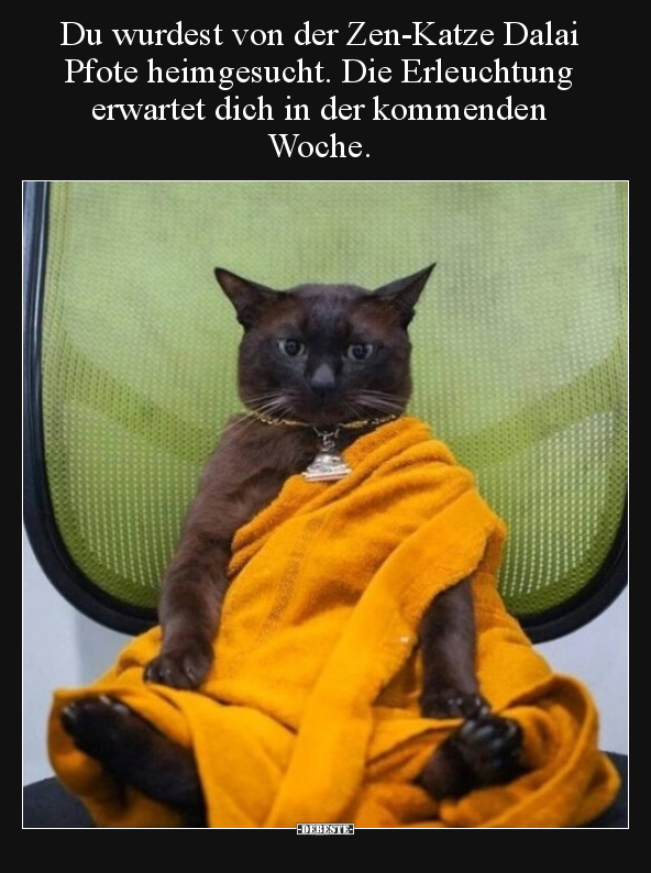 Du wurdest von der Zen-Katze Dalai Pfote heimgesucht... - Lustige Bilder | DEBESTE.de