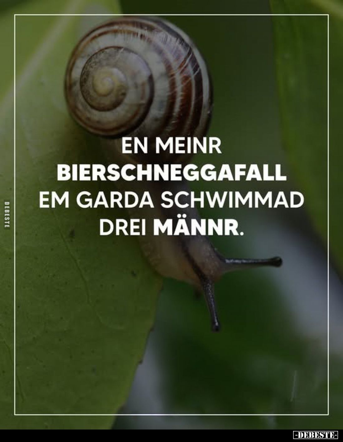 En meinr Bierschneggafall em Garda schwimmad drei männr