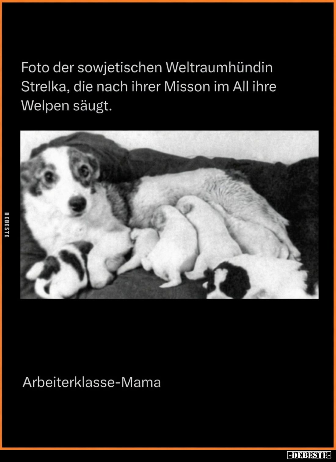 Foto der sowjetischen Weltraumhündin Strelka, die nach ihrer Mission im All ihre Welpen säugt.

Arbeiterklasse-Mama.