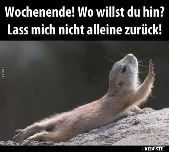 Wochenende! Wo willst du hin?.. - Lustige Bilder | DEBESTE.de