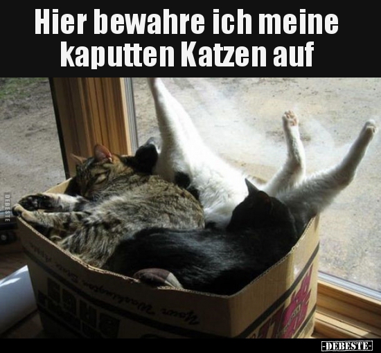 Hier bewahre ich meine kaputten Katzen auf.. - Lustige Bilder | DEBESTE.de