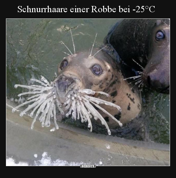 Schnurrhaare einer Robbe bei -25°C.. - Lustige Bilder | DEBESTE.de