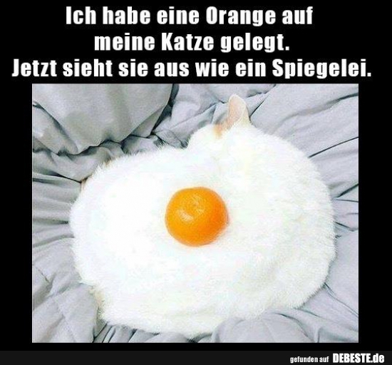 Ich habe eine Orange auf meine Katze gelegt.. - Lustige Bilder | DEBESTE.de
